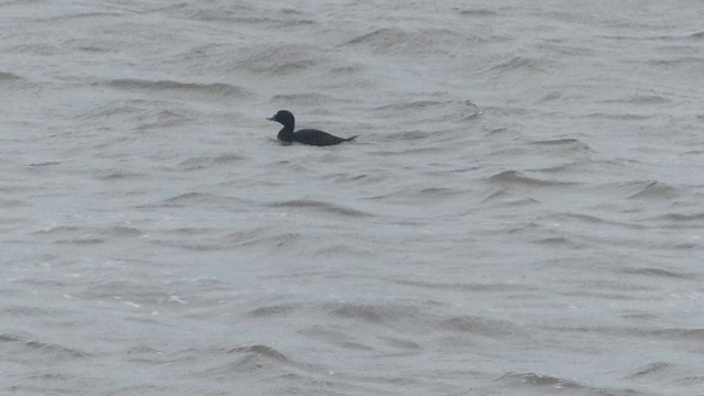 Common Scoter - ML651409794