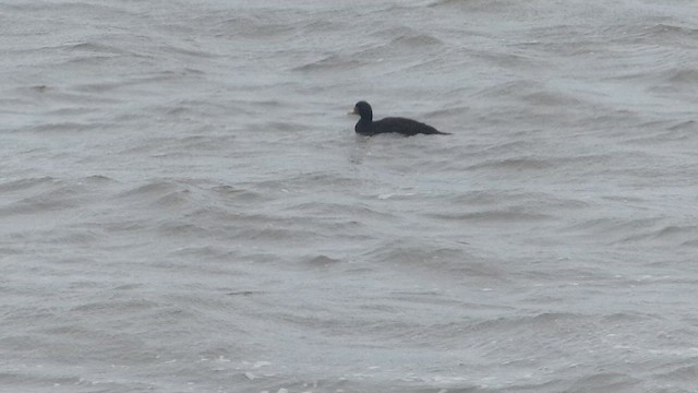 Common Scoter - ML651409867