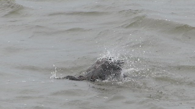 Pelagic Cormorant - ML651409910