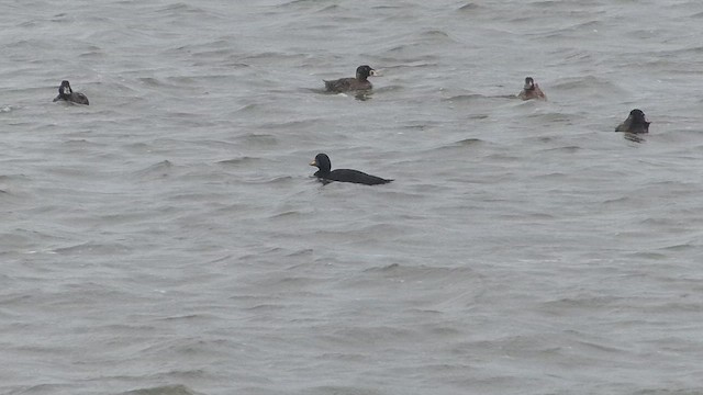 Common Scoter - ML651410102
