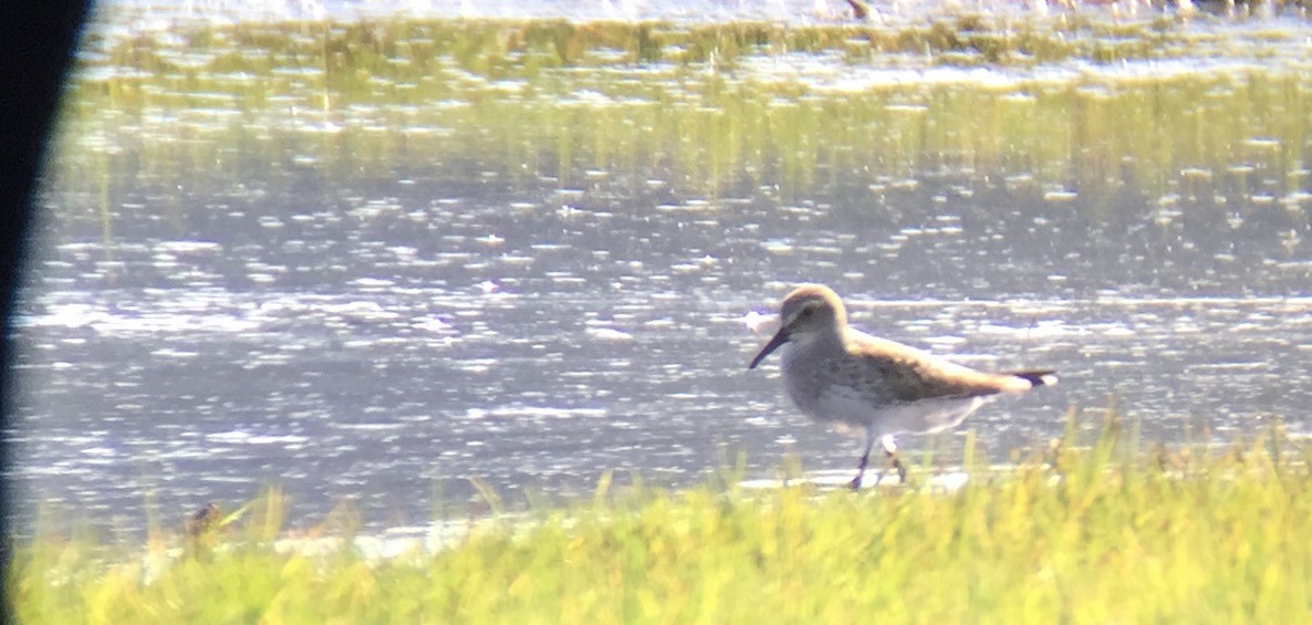 White-rumped Sandpiper - Mark Schilling