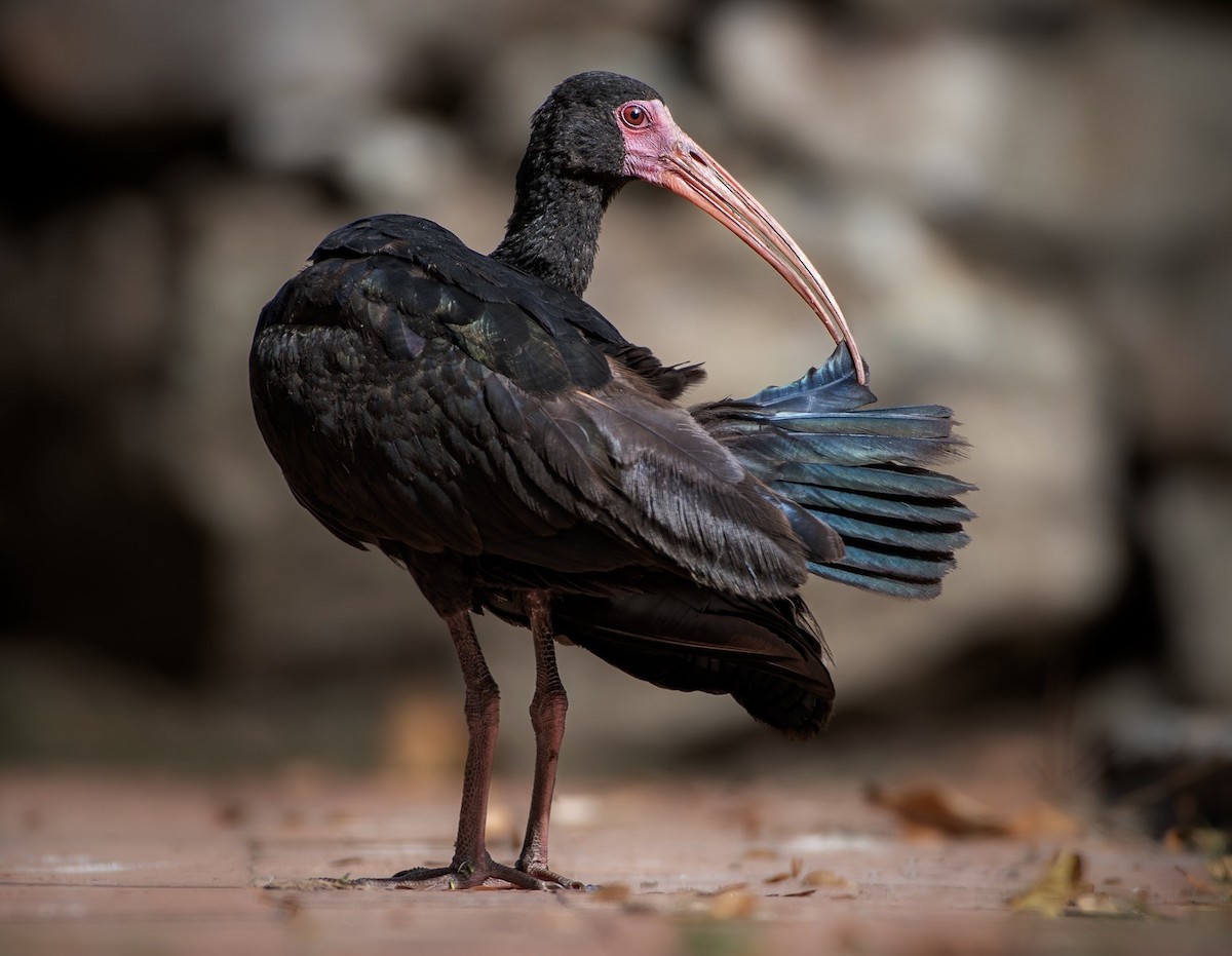 Bare-faced Ibis - ML651410564