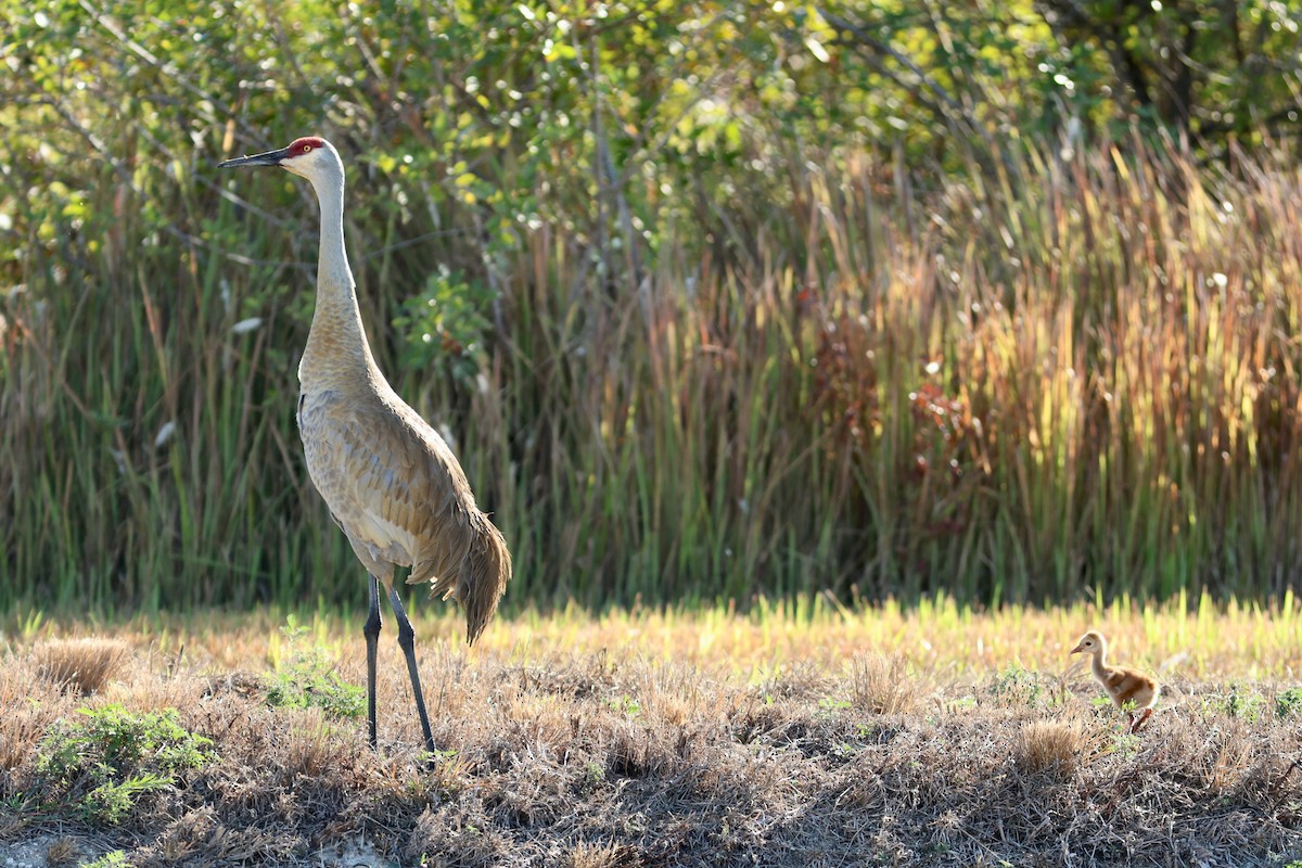 カナダヅル（pratensis） - ML651410632