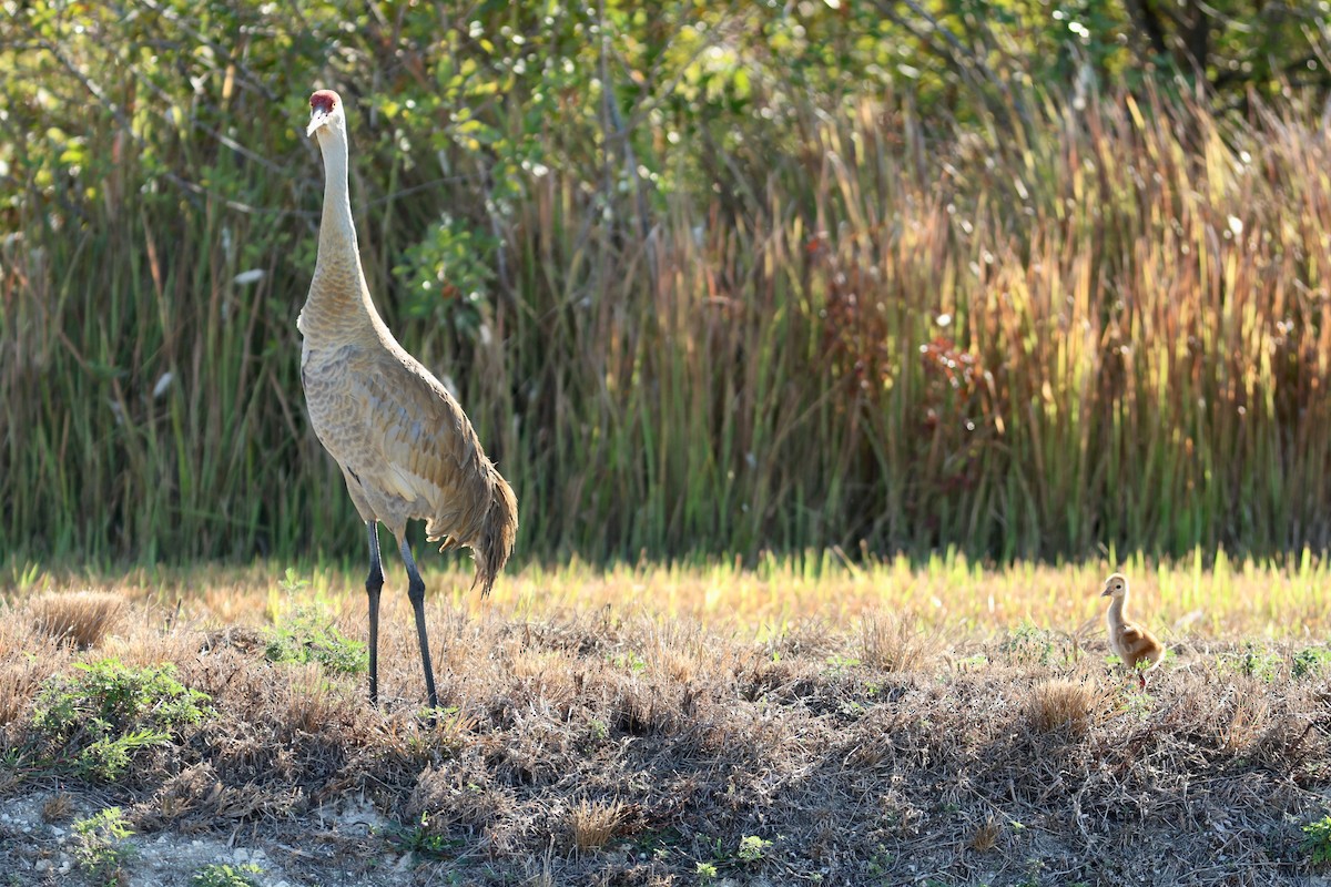 カナダヅル（pratensis） - ML651410638