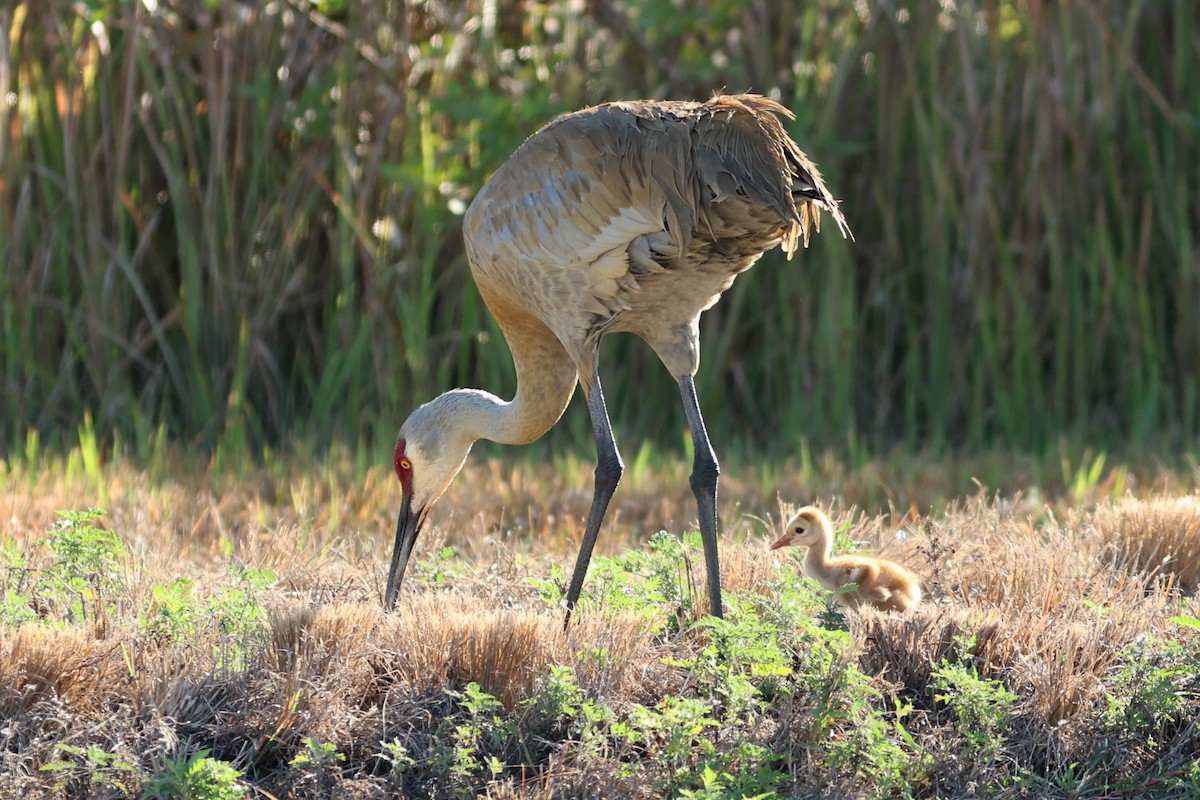 カナダヅル（pratensis） - ML651410642