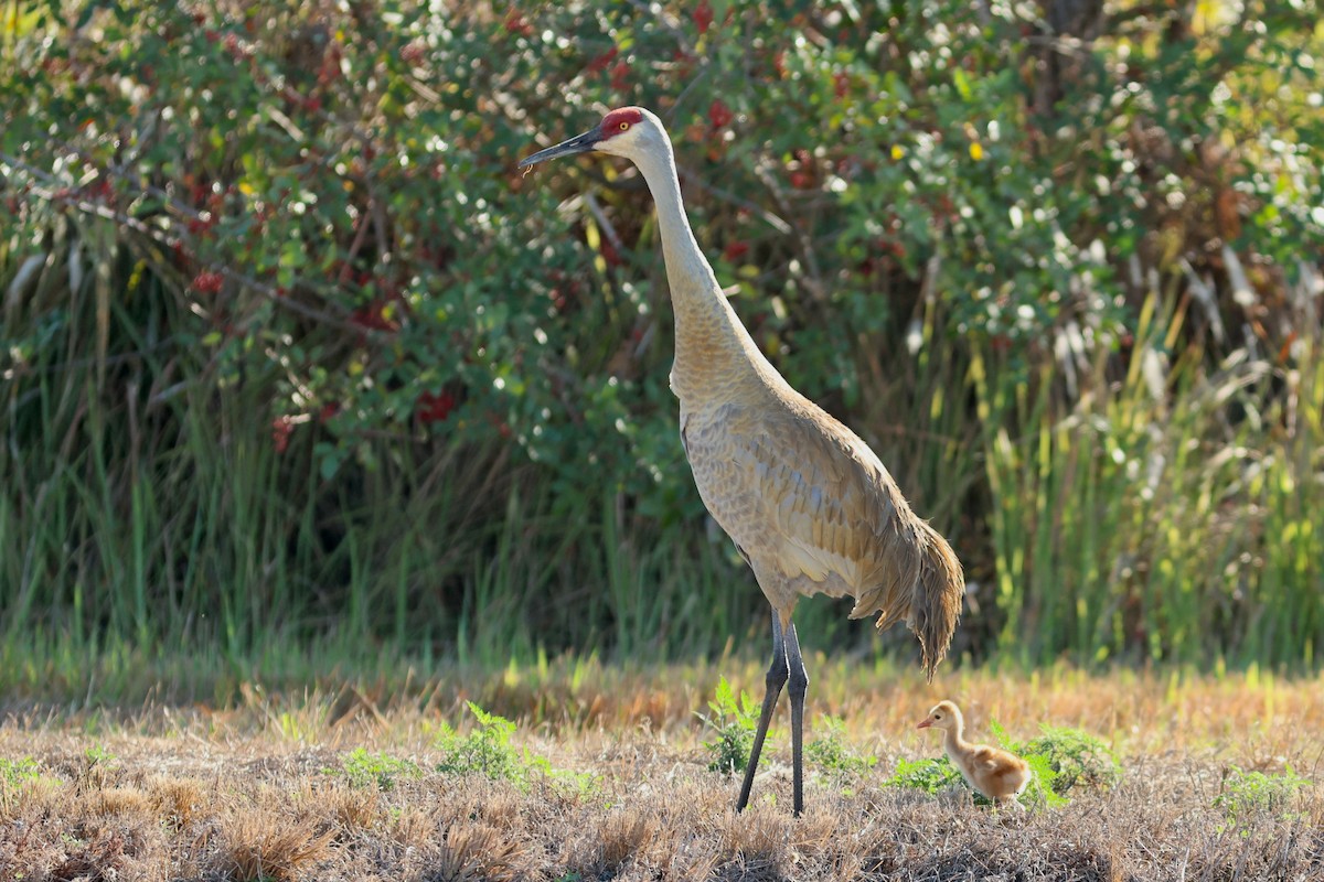 カナダヅル（pratensis） - ML651410653