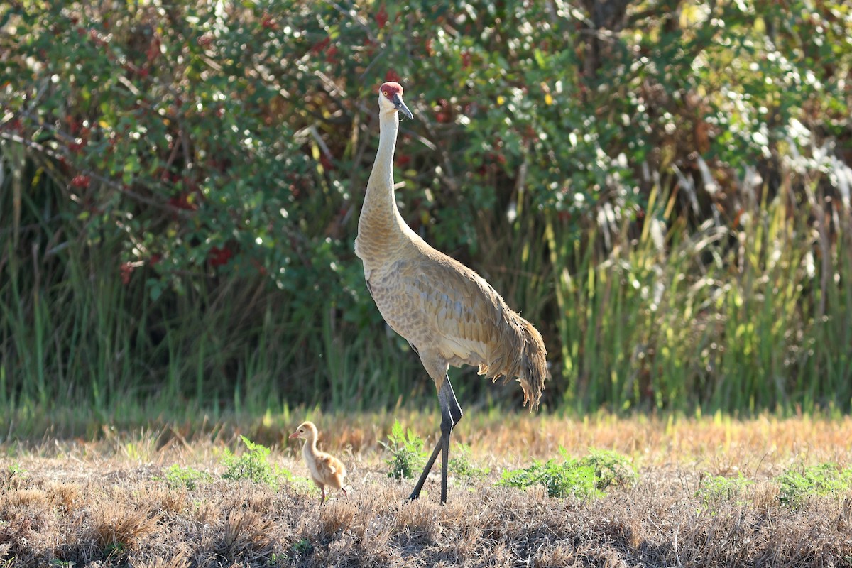 カナダヅル（pratensis） - ML651410665