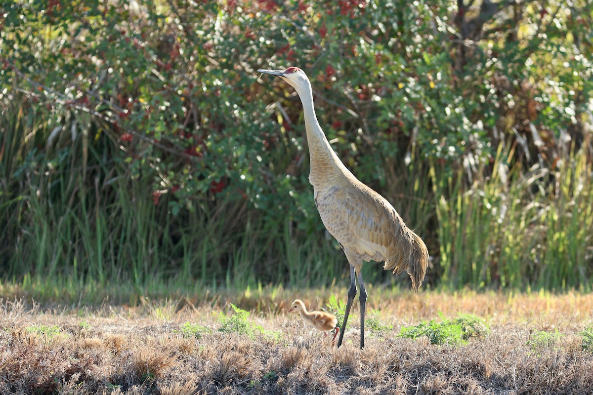 カナダヅル（pratensis） - ML651410666