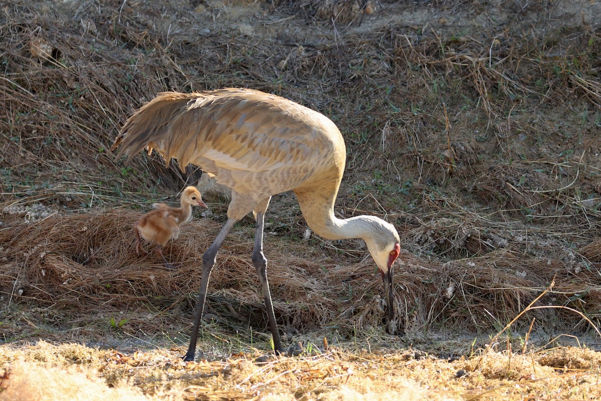 カナダヅル（pratensis） - ML651410672