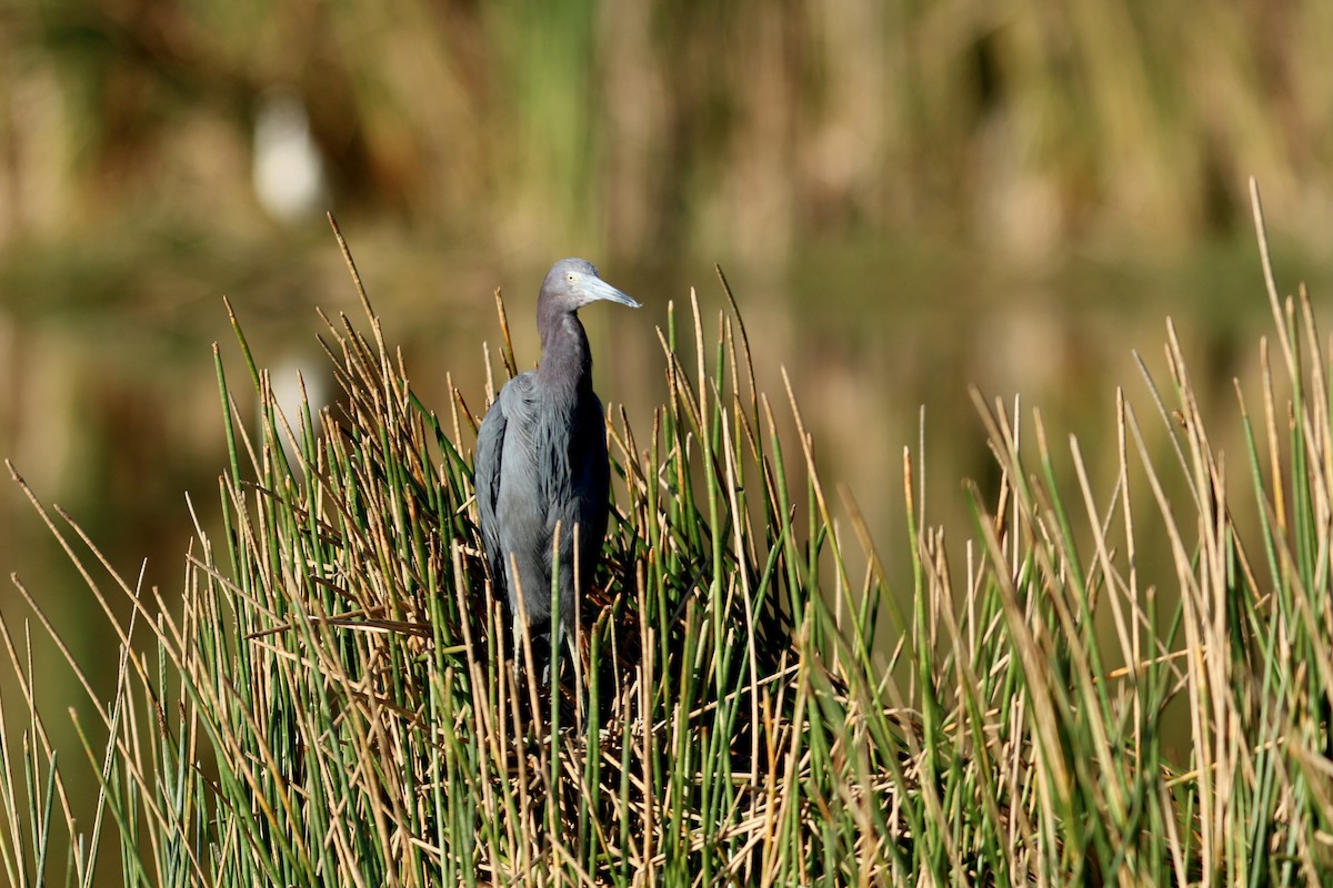 ヒメアカクロサギ - ML651410690