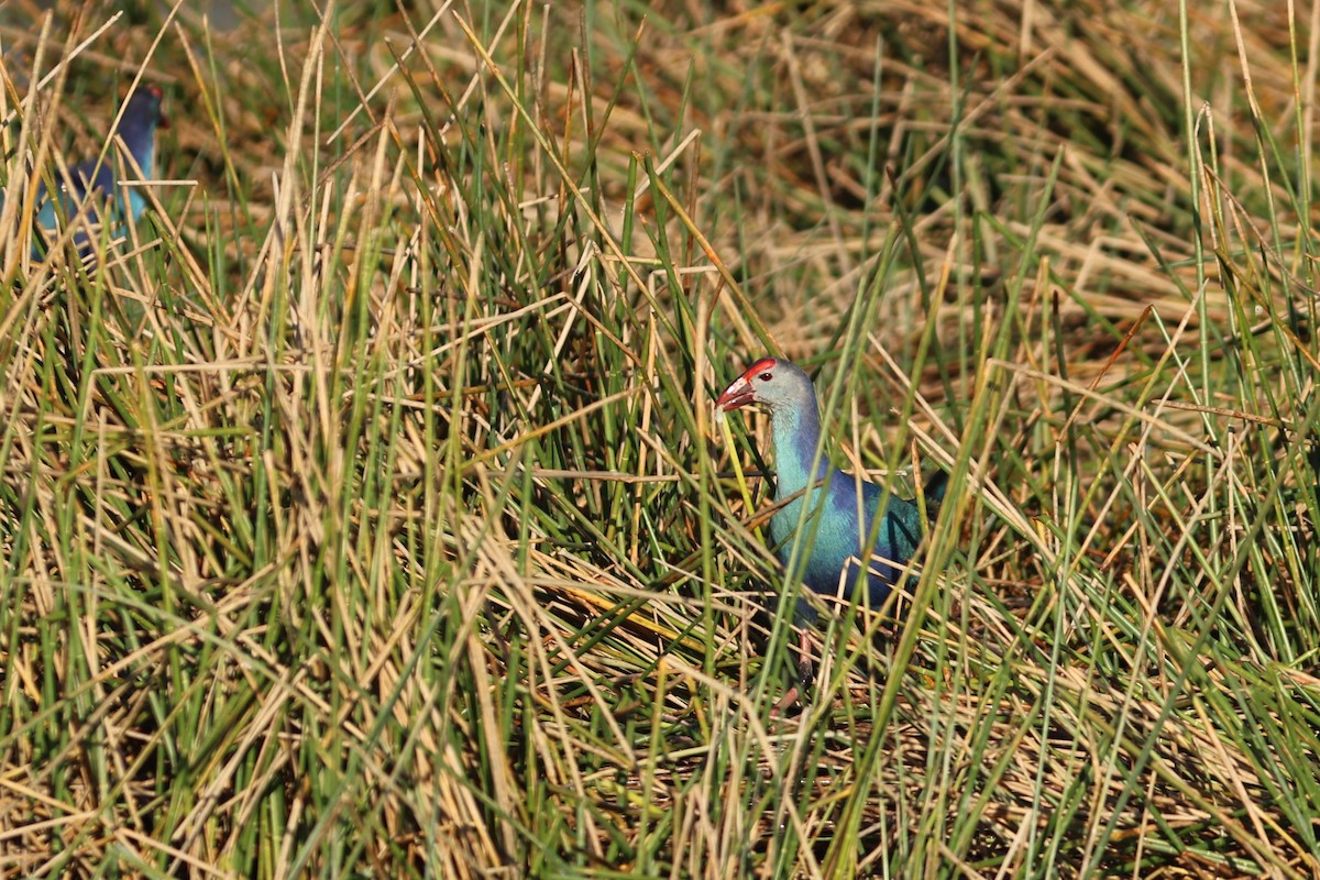 ハイガシラセイケイ - ML651410727