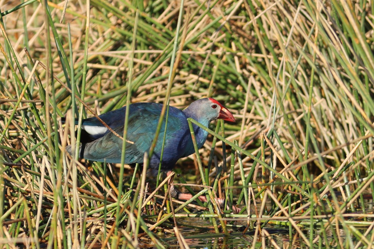 ハイガシラセイケイ - ML651410728