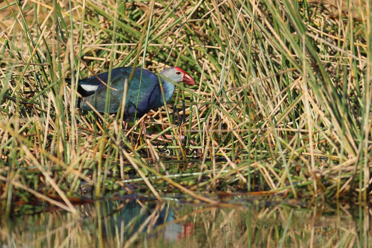 ハイガシラセイケイ - ML651410729