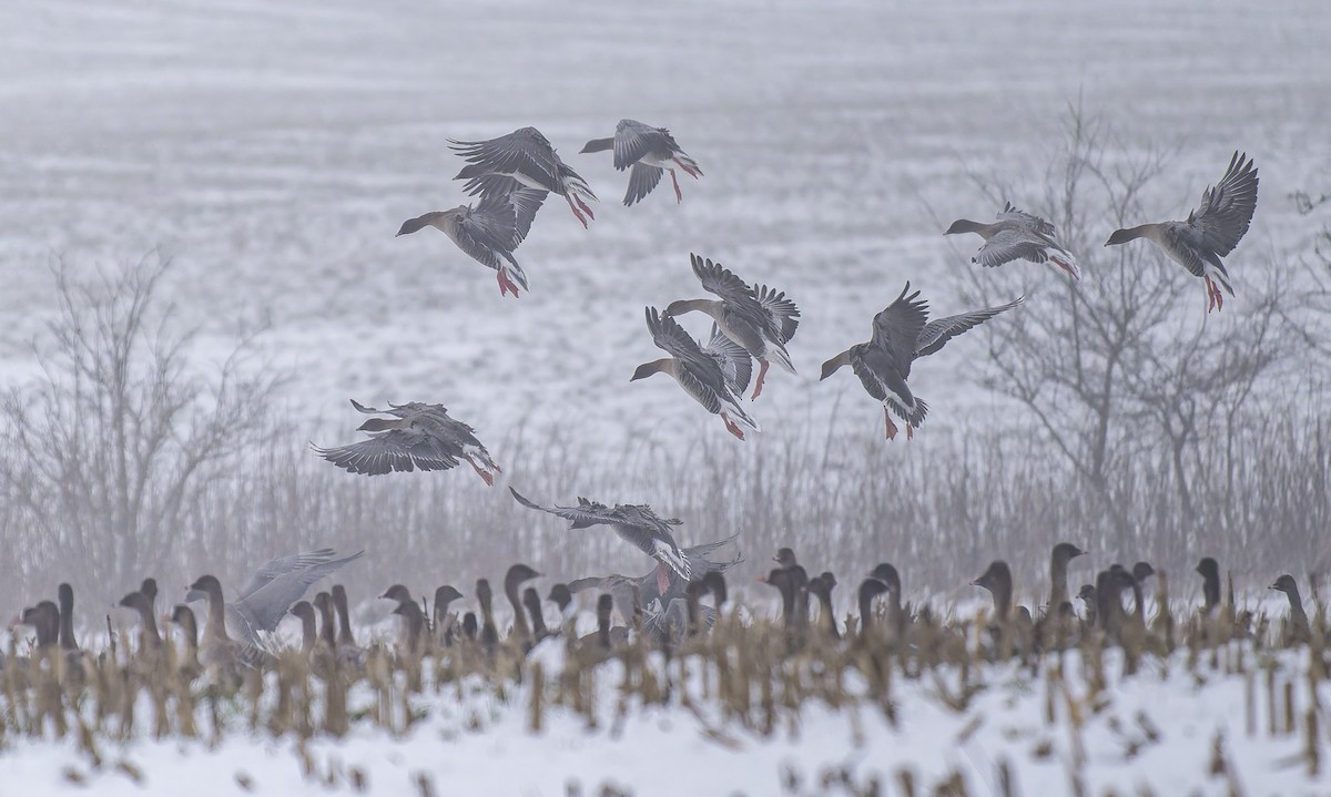 コザクラバシガン - ML651410763