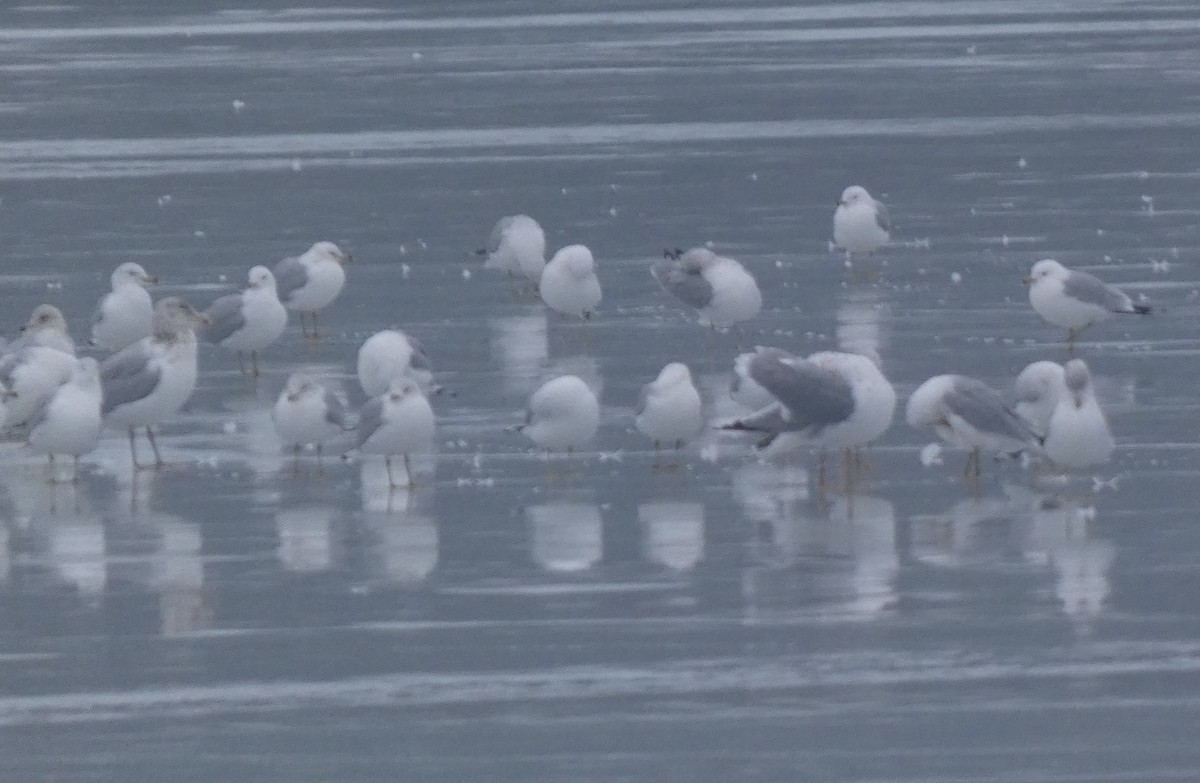 カモメ亜科 - ML651411375