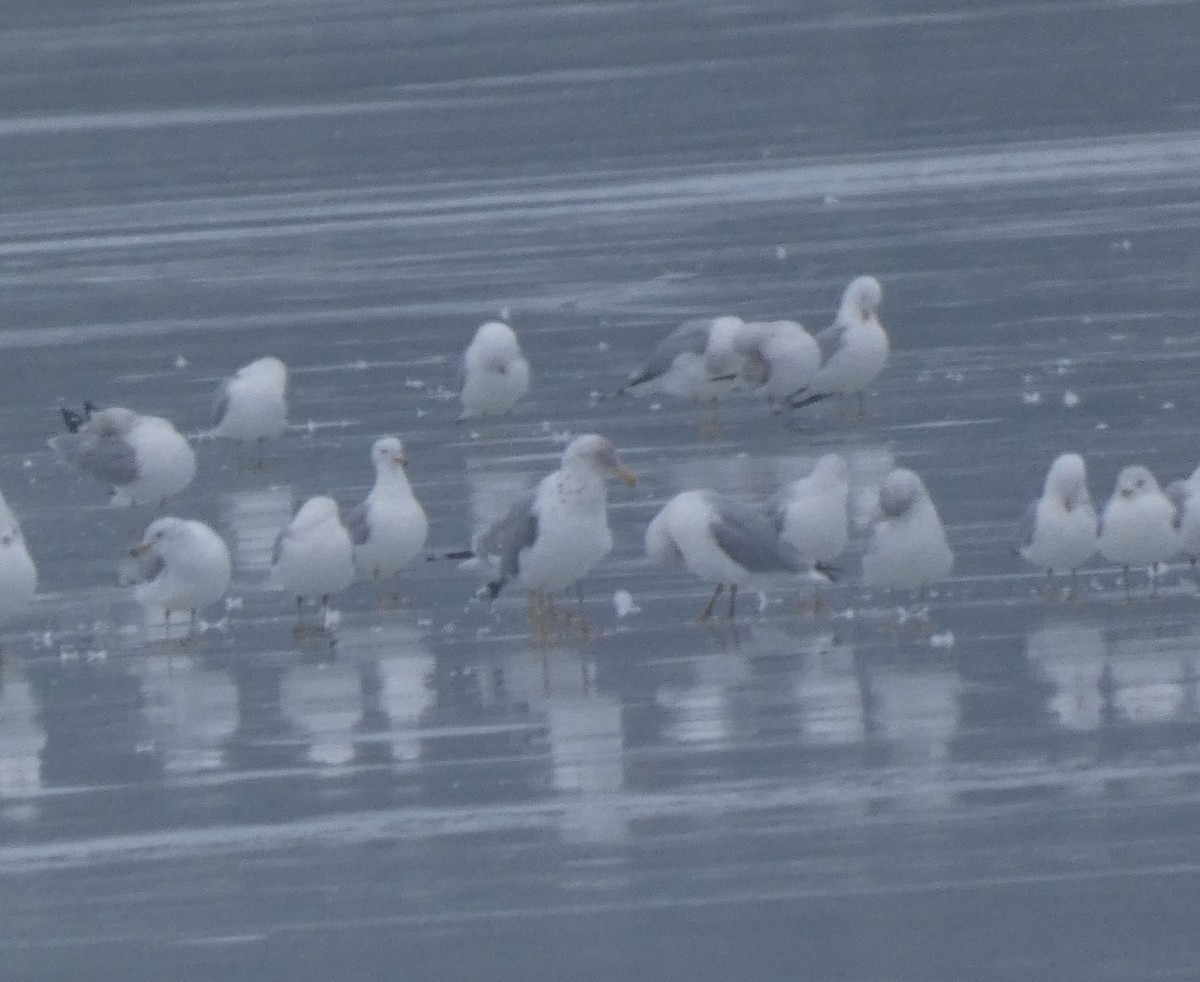 カモメ亜科 - ML651411437