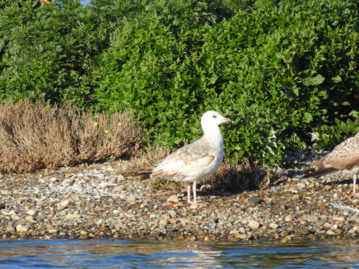 ml651411516-caspian-gull-macaulay-library