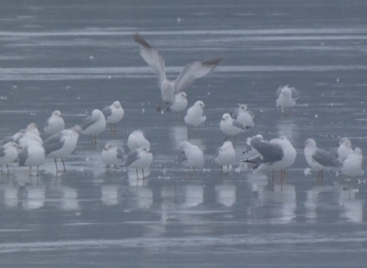 カモメ亜科 - ML651411542