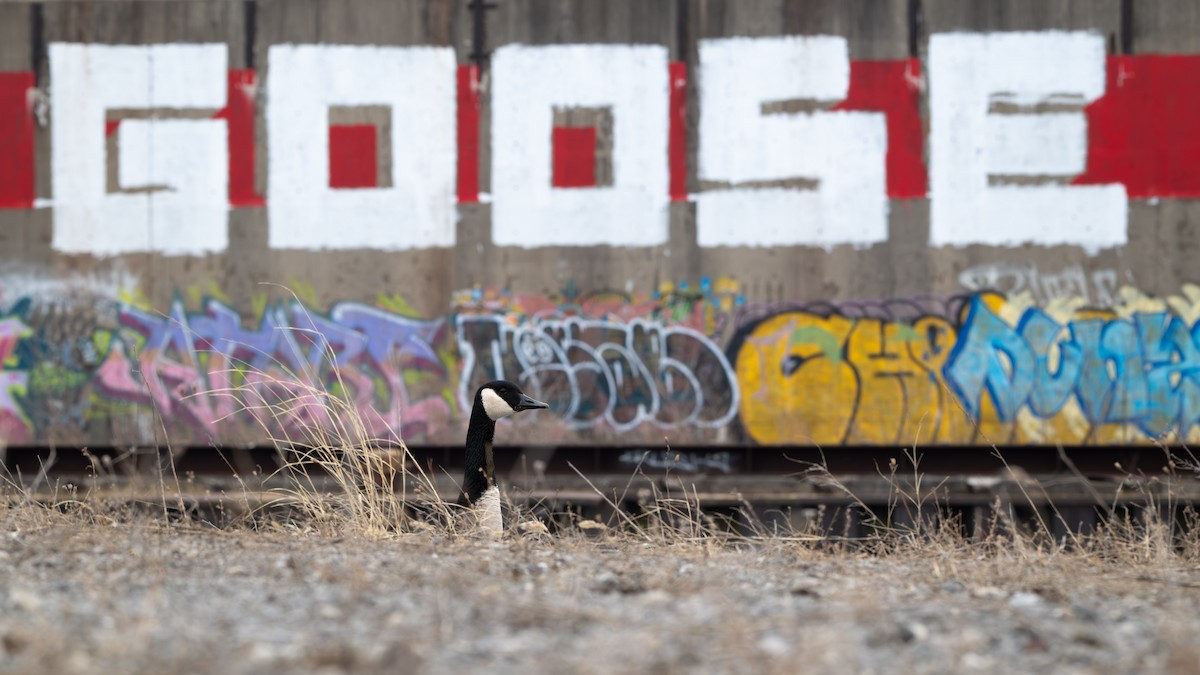 ברנטה קנדית - ML651411863