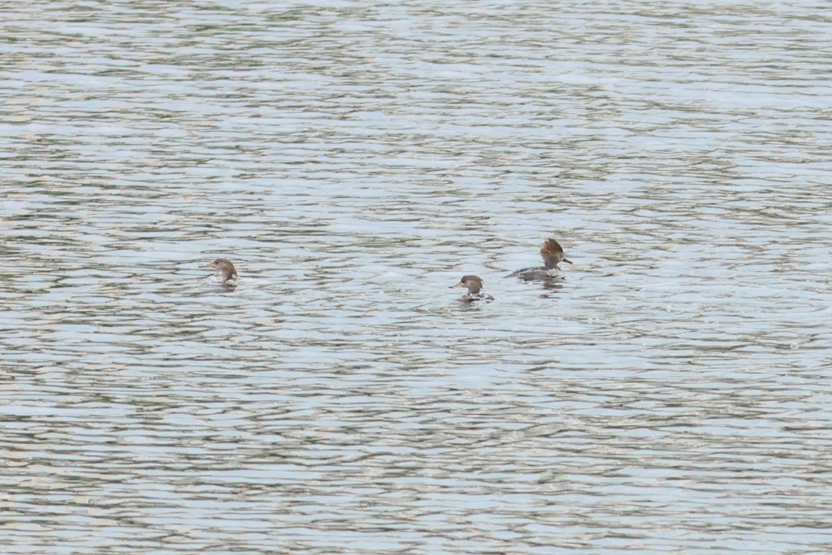 オウギアイサ - ML651411937