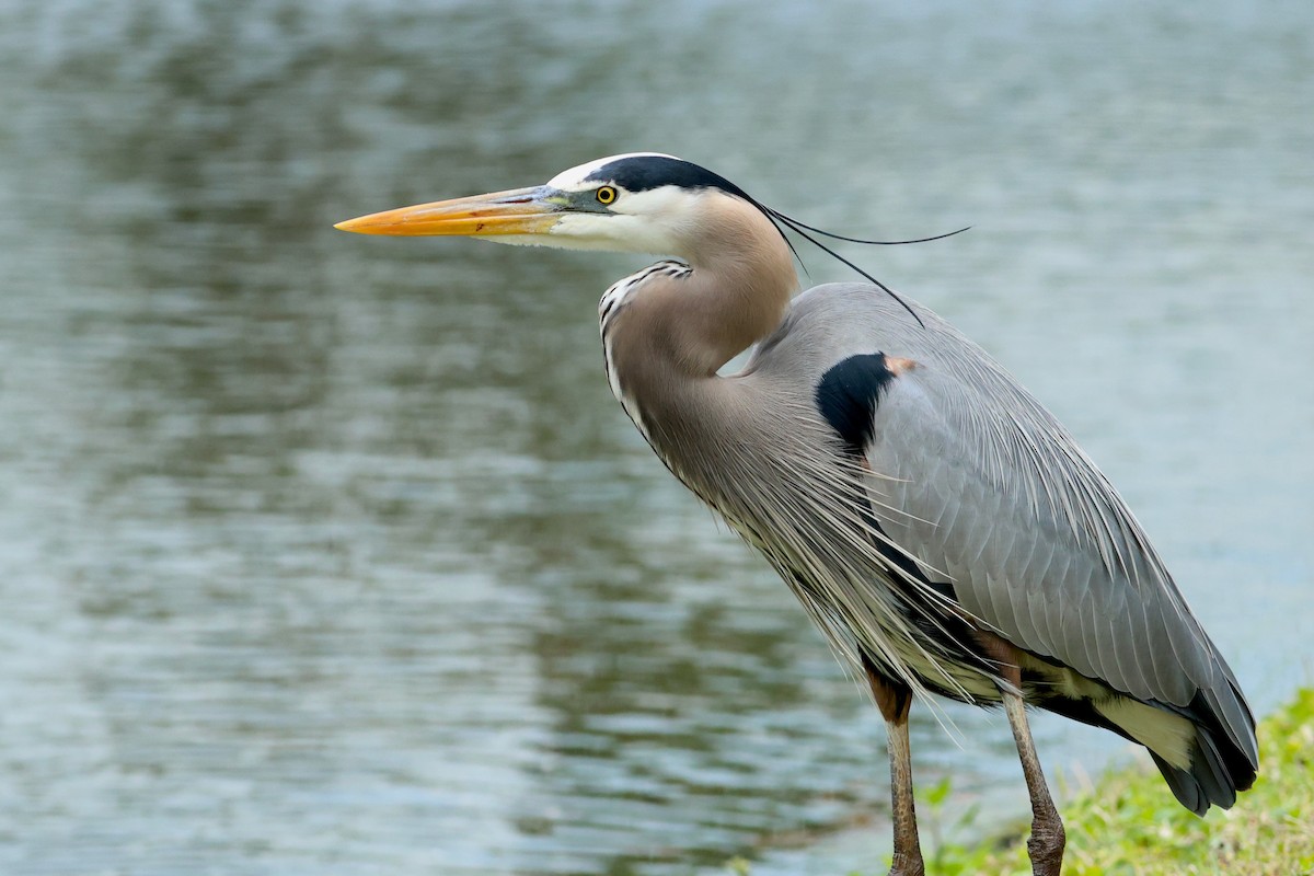 オオアオサギ（herodias グループ） - ML651411977