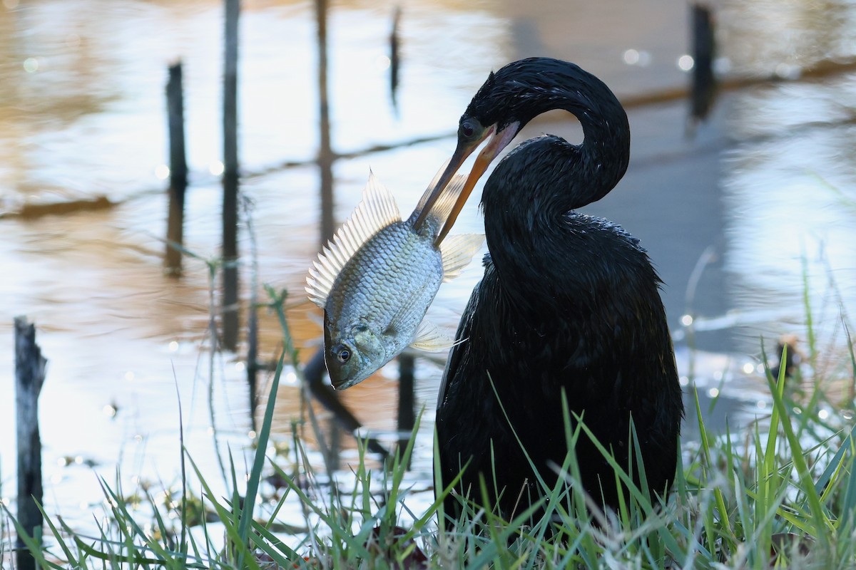 アメリカヘビウ - ML651412038