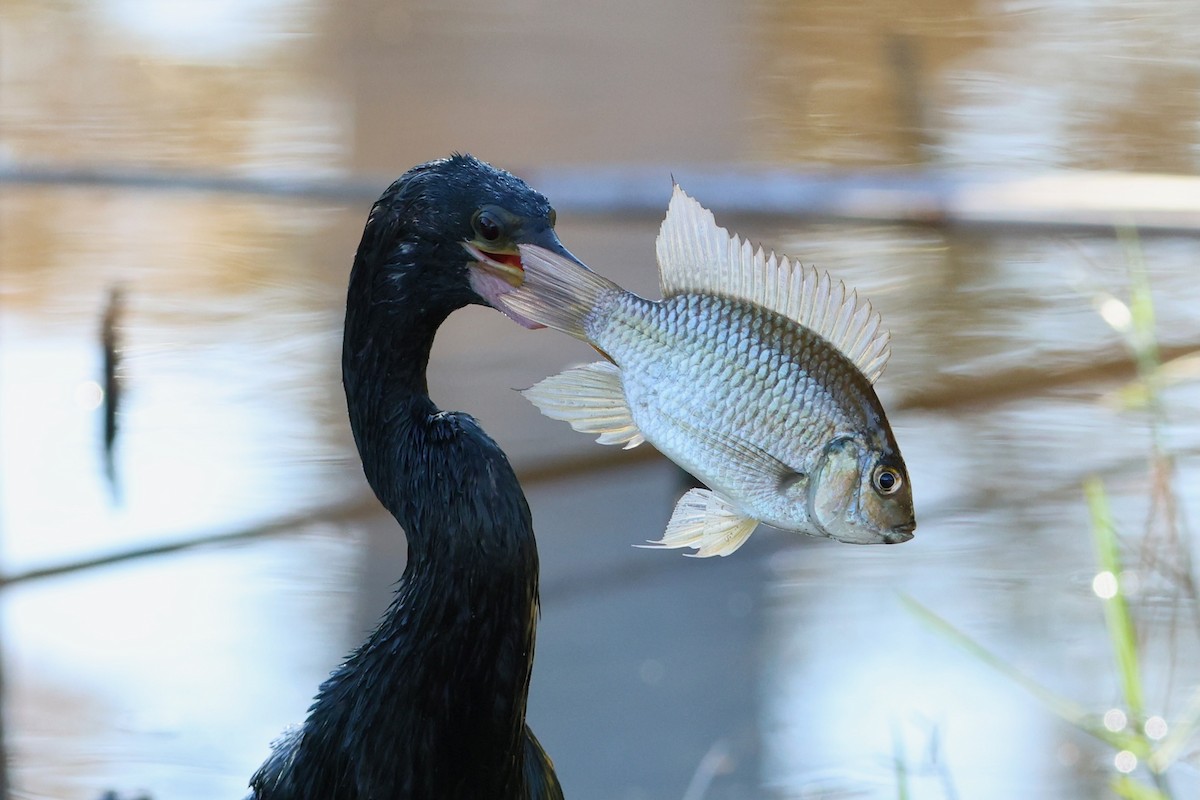 アメリカヘビウ - ML651412040