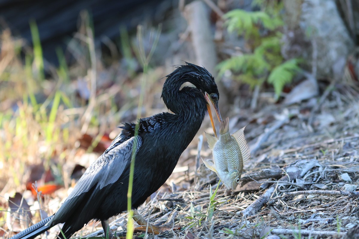 アメリカヘビウ - ML651412041