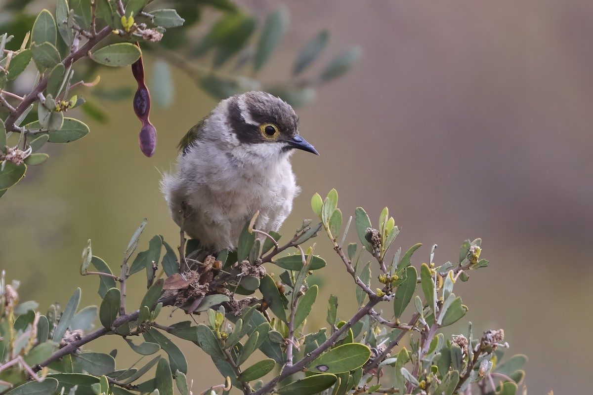 Méliphage à tête brune - ML651412426