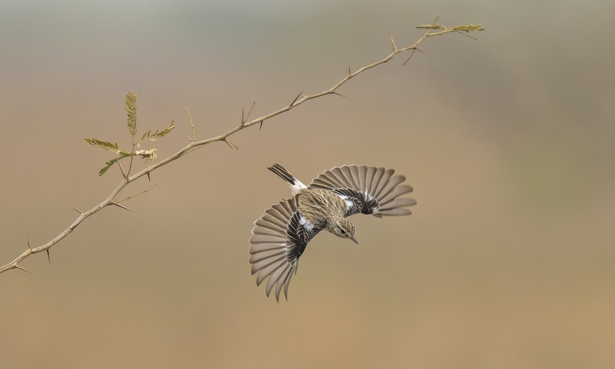 ハシナガノビタキ - ML651412637