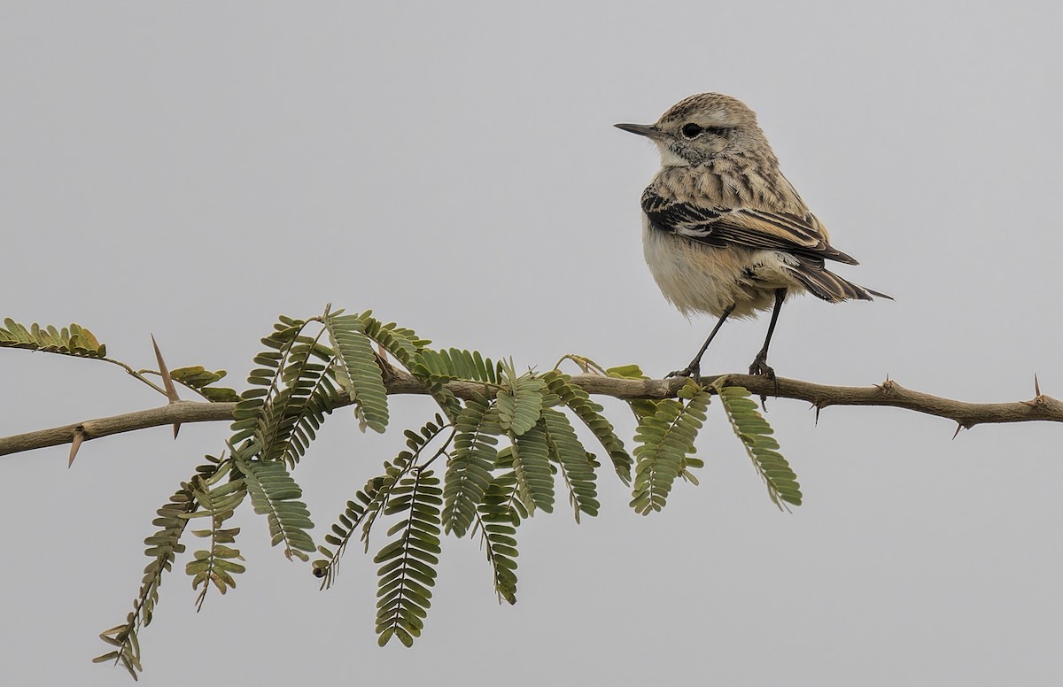 ハシナガノビタキ - ML651412682