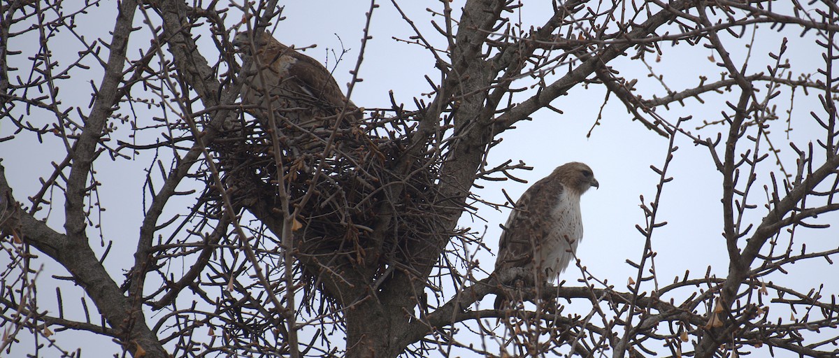 アカオノスリ - ML651412727