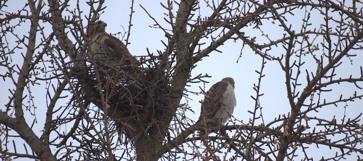 アカオノスリ - ML651412728