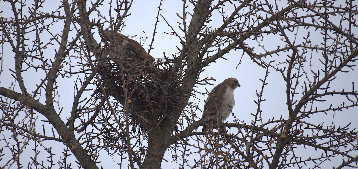 アカオノスリ - ML651412730