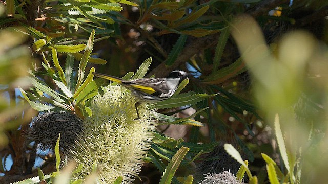 White-cheeked Honeyeater - ML651412864