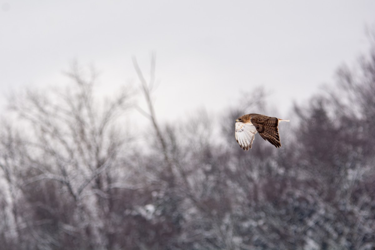 Red-tailed Hawk - ML651413581