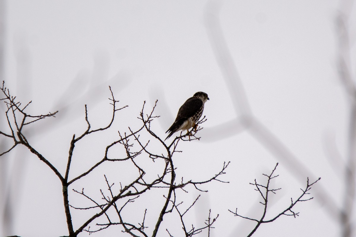 בז גמדי - ML651413592