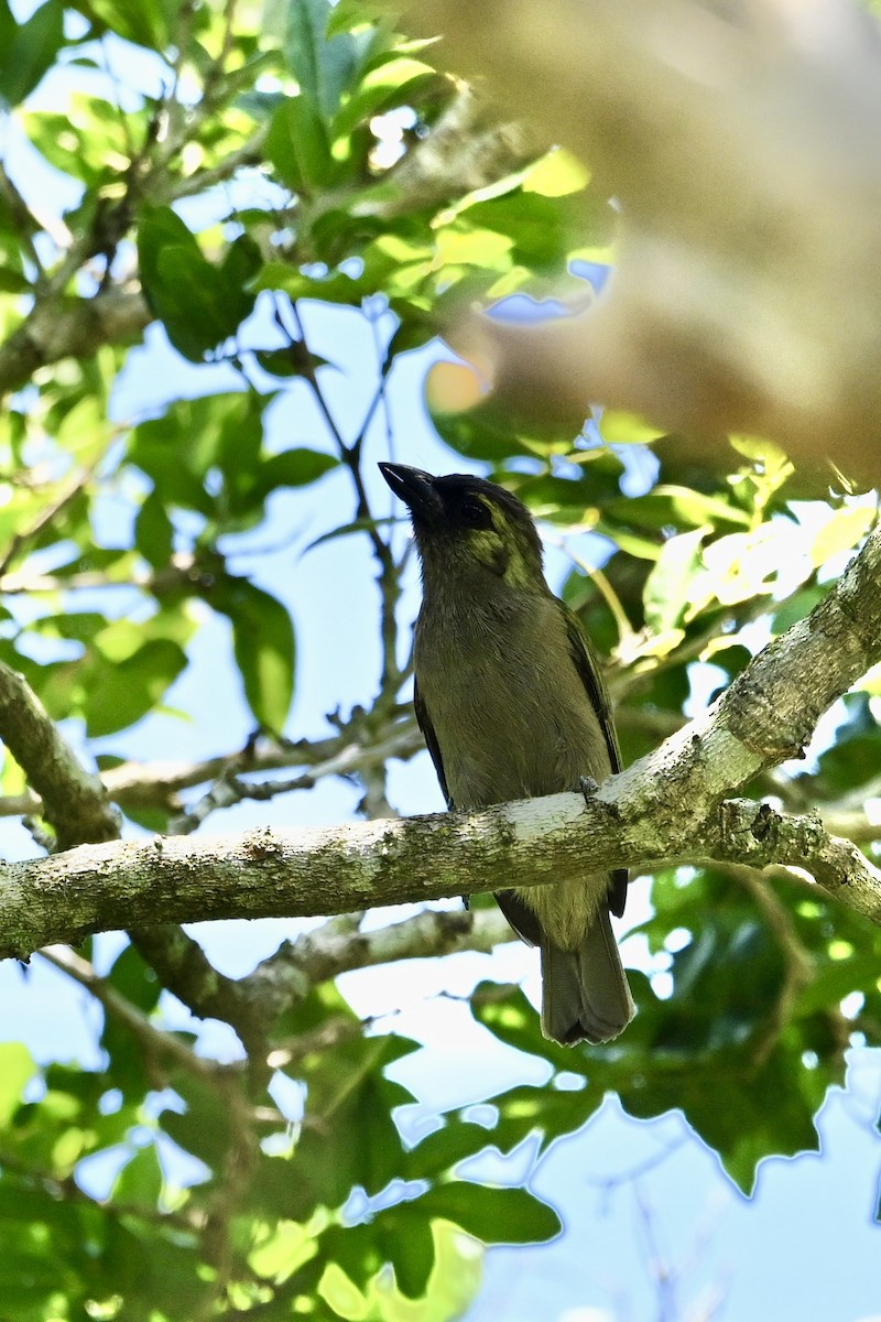 Barbudo Oliváceo - ML651413643