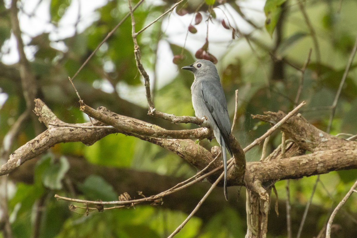 Drongo cendré (innexus/leucogenis/salangensis) - ML651413992