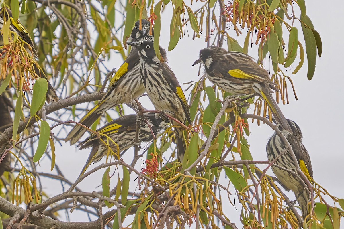 Méliphage de Nouvelle-Hollande - ML651414304