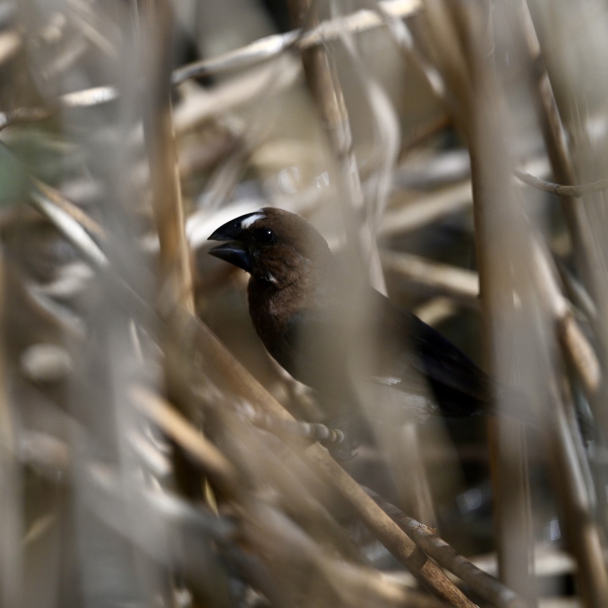 Grosbeak Weaver - ML651414317