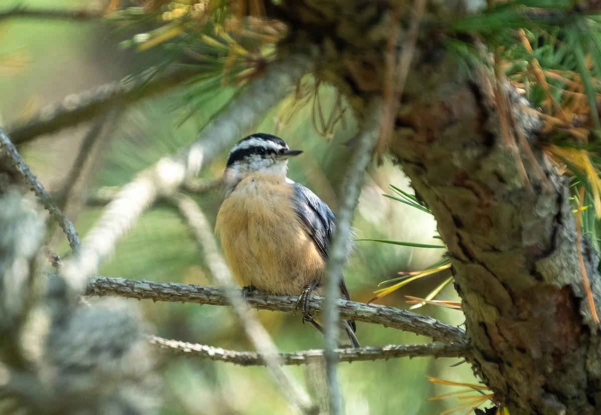 brhlík americký - ML651414521