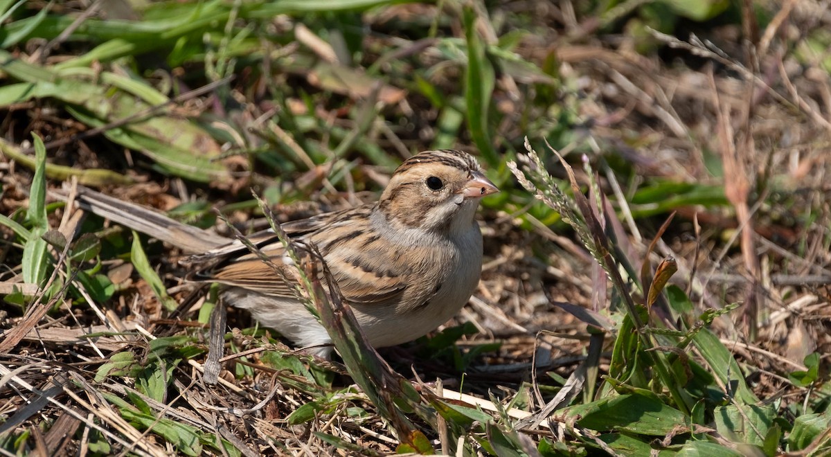 Clay-colored Sparrow - ML651414683