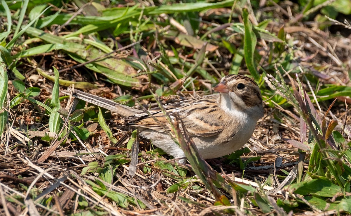 Clay-colored Sparrow - ML651414684