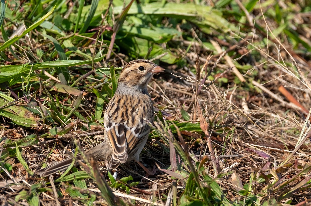 Clay-colored Sparrow - ML651414689
