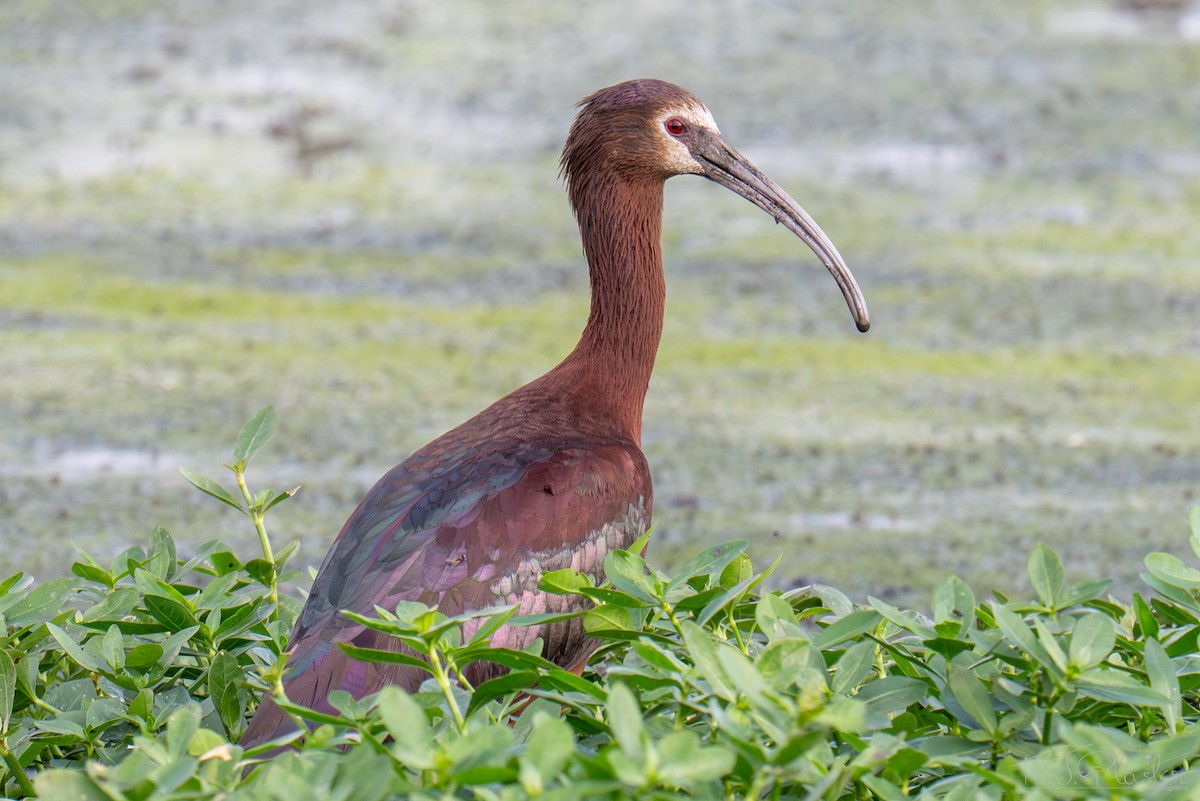 White-faced Ibis - ML651414951