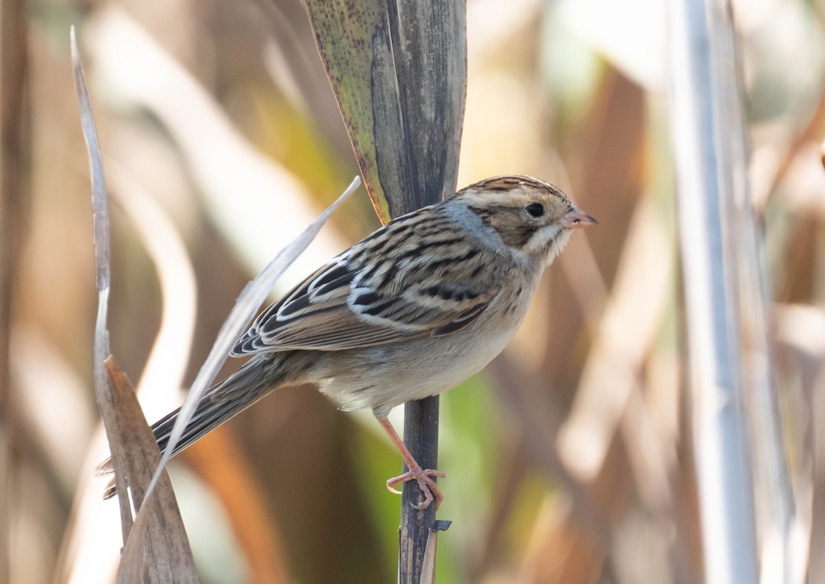 Clay-colored Sparrow - ML651415034