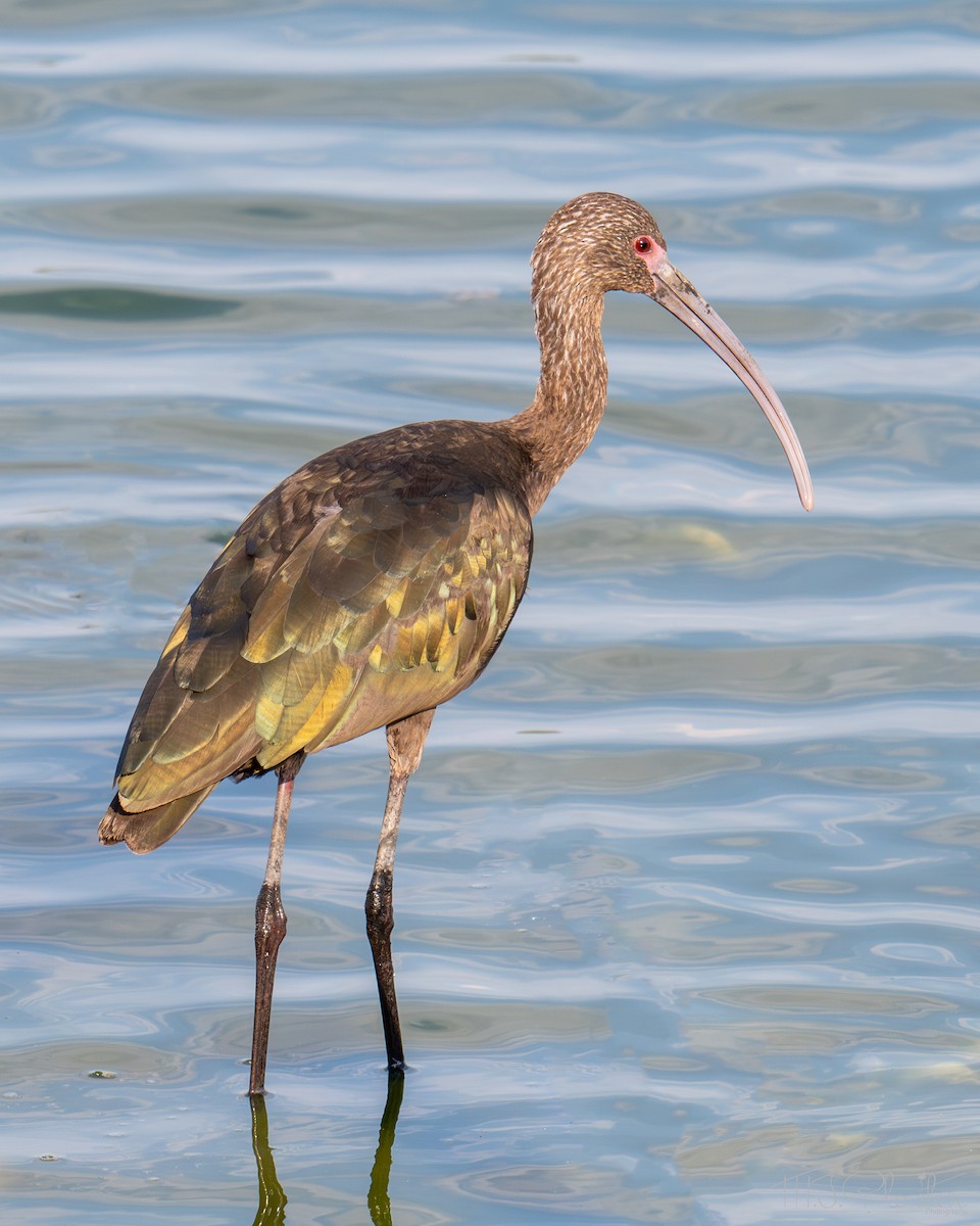 White-faced Ibis - ML651415504