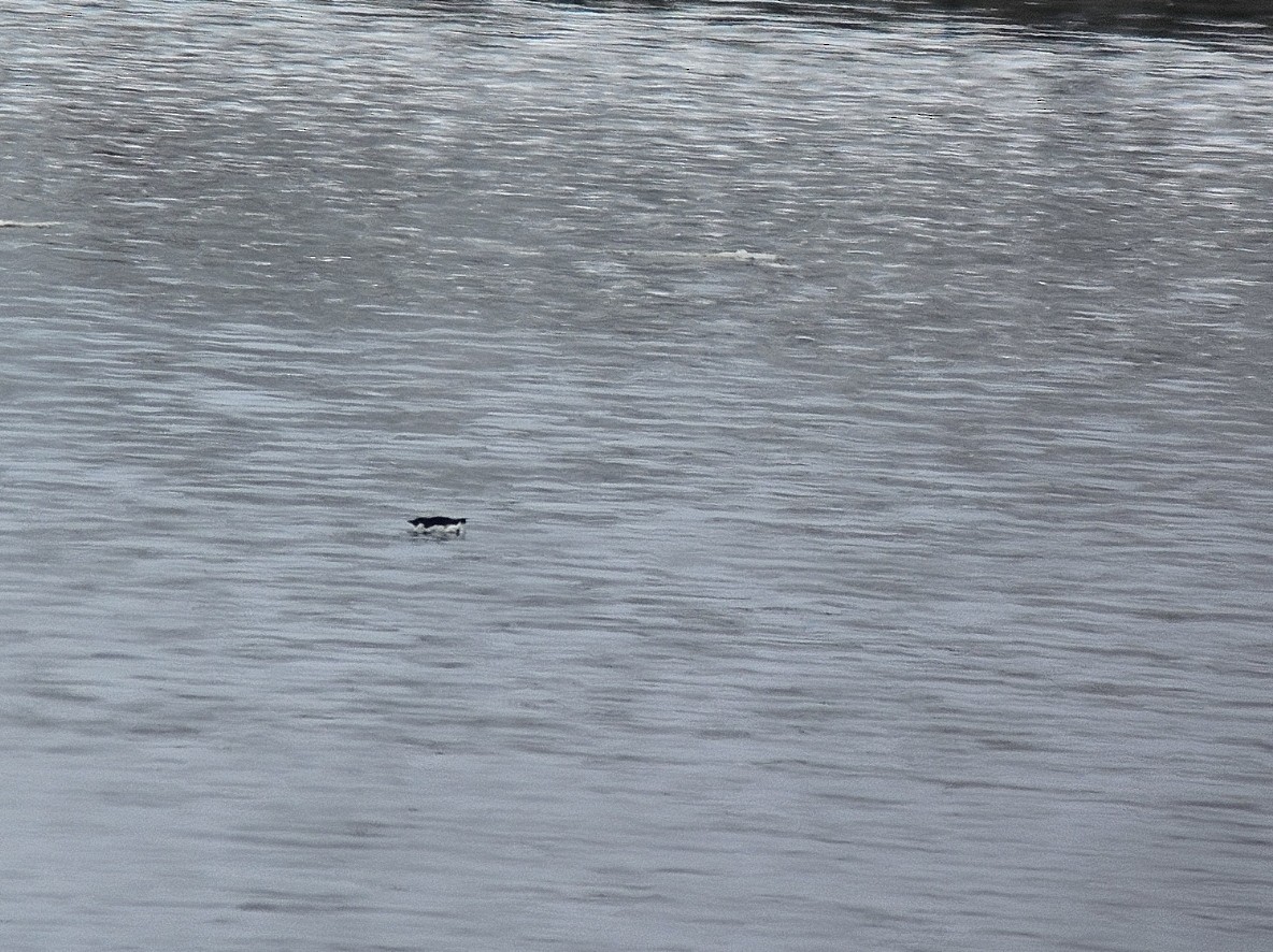 eBird Checklist - 21 Feb 2026 - Hilton Park, Dover Point - 16 species