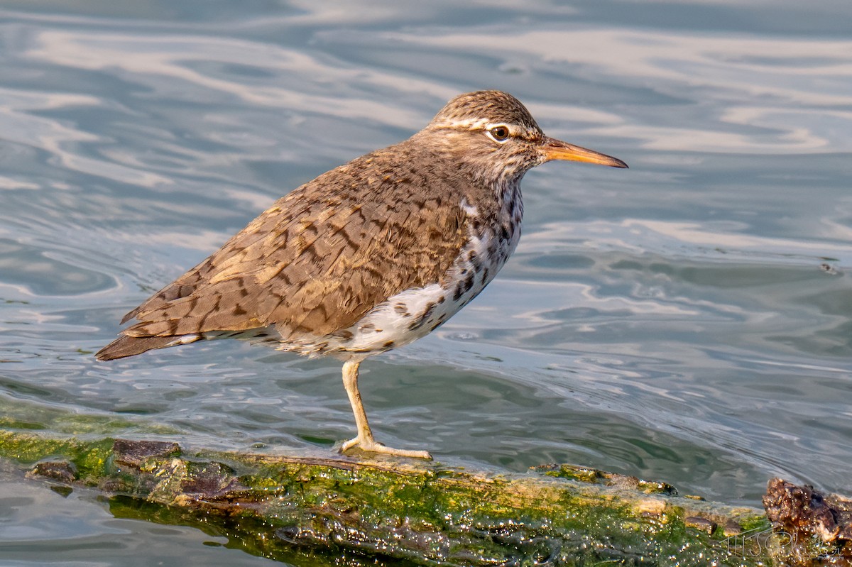 Spotted Sandpiper - ML651416939